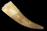 Fossil Plesiosaur (Zarafasaura) Tooth - Morocco #160575-1